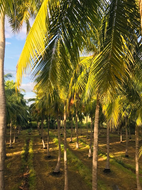 有关景观, 林场, 棕榈的免费素材图片