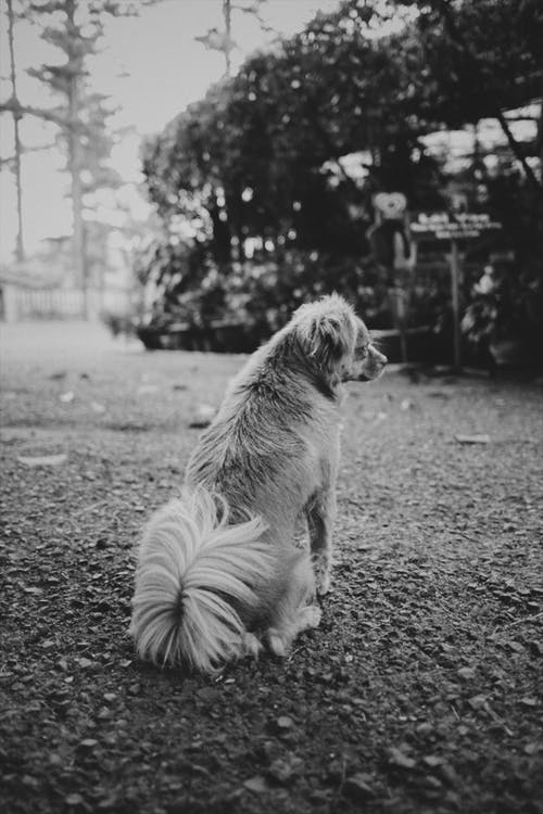 有关bw, 休息, 伴侣的免费素材图片