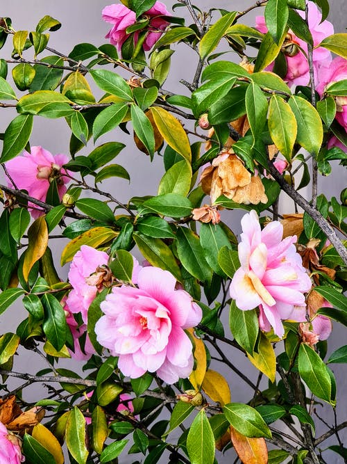 有关垂直拍摄, 工厂, 植物群的免费素材图片