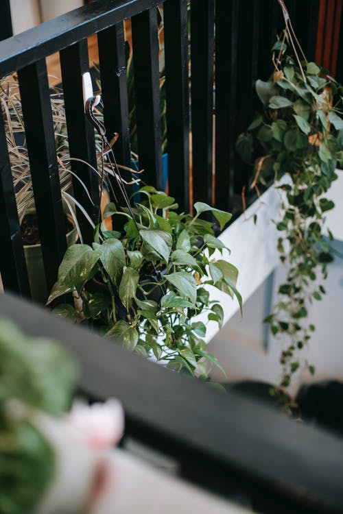夏季露台栅栏上的各种爬行植物 · 免费素材图片
