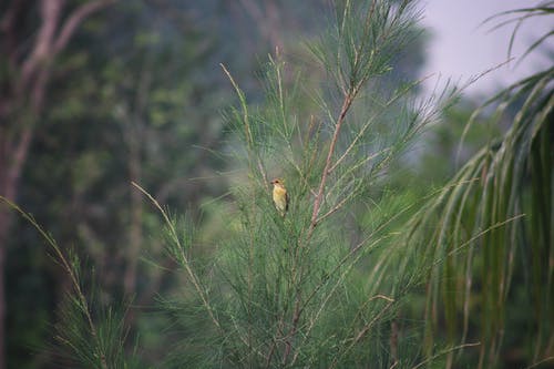 有关分支机构, 动物, 户外的免费素材图片