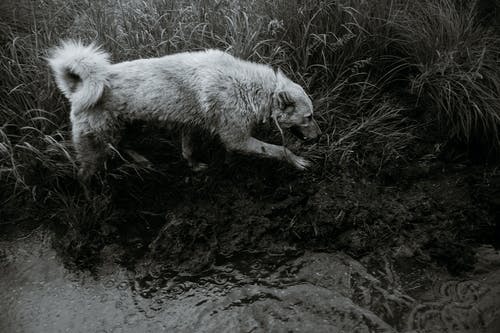 有关bw, 冷静, 动物的免费素材图片