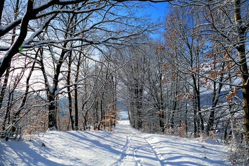 有关下雪的, 光秃秃的树木, 冬季的免费素材图片