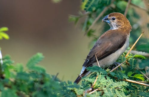 有关silverbill, 侧面图, 分公司的免费素材图片