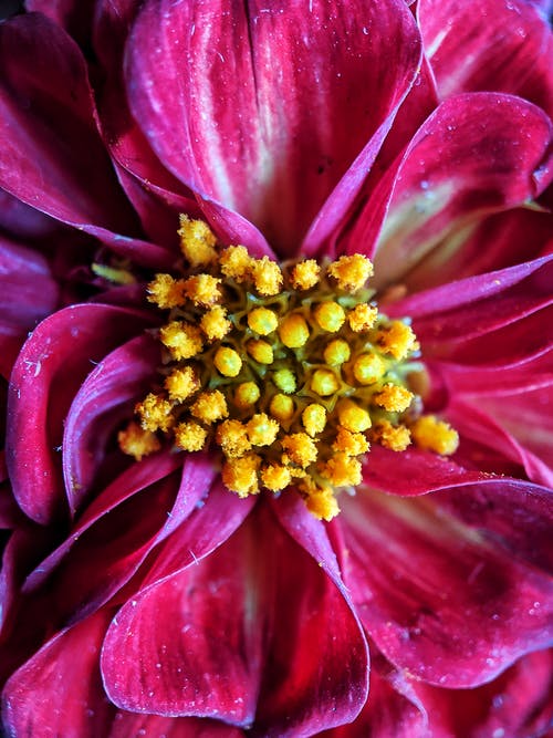 有关垂直拍摄, 微距摄影, 特写镜头的免费素材图片