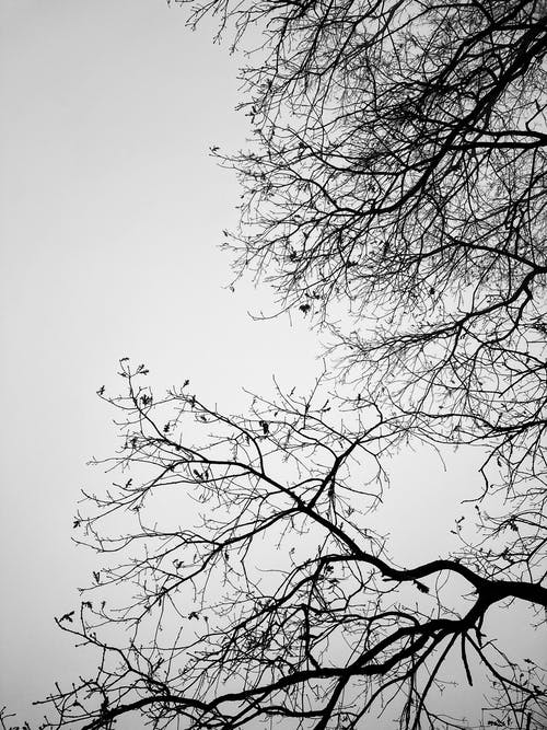 有关低角度拍摄, 垂直拍摄, 天性的免费素材图片