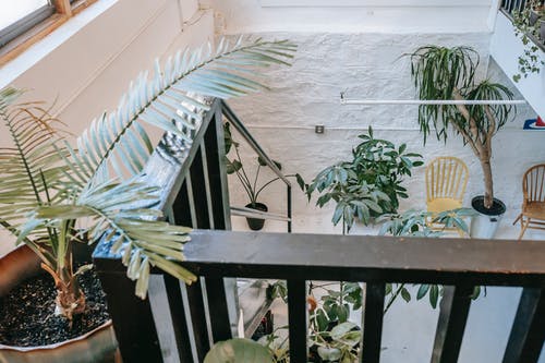 带有木栏杆的楼梯装饰着植物在光的现代房屋 · 免费素材图片