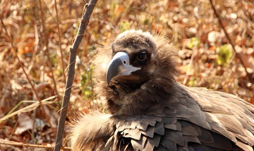 有关凝视, 动物, 户外的免费素材图片