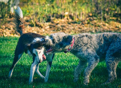 有关sighthound, 不悦, 伸出舌头的免费素材图片