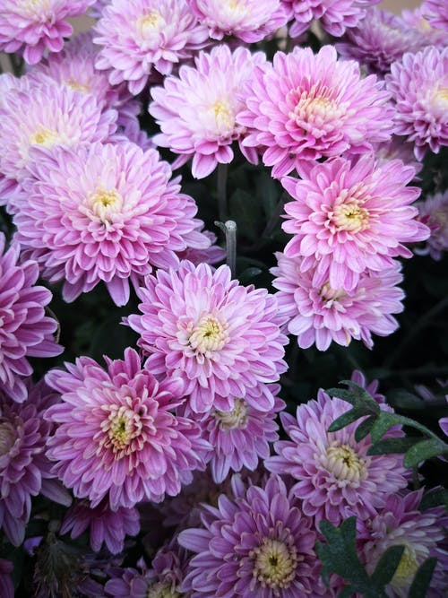 有关垂直拍摄, 漂亮, 粉红色的免费素材图片