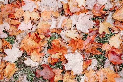 落在地面上的干树叶 · 免费素材图片