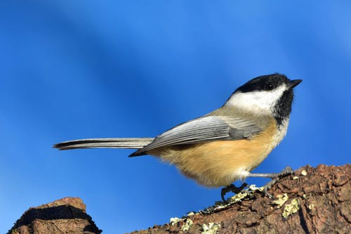 有关侧面图, 天性, 户外的免费素材图片