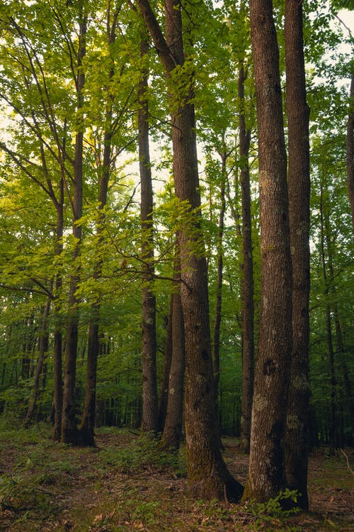 有关垂直拍摄, 天性, 户外的免费素材图片