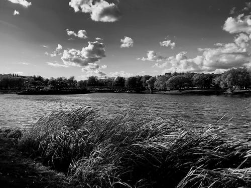 有关bw, 公園, 冷靜的免费素材图片