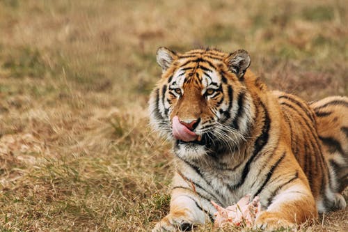 老虎在动物园的草地上休息时舔枪口 · 免费素材图片