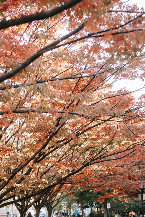 红槭树生长在城市在日光下 · 免费素材图片