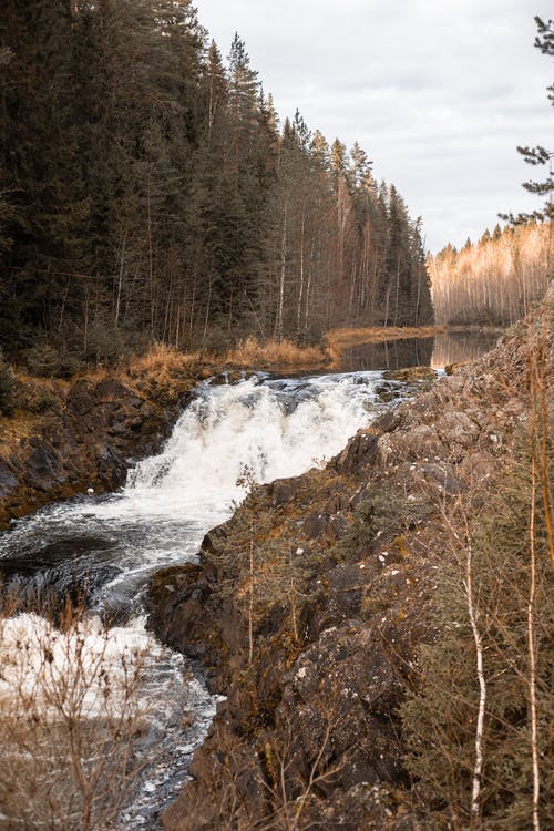 有关岩石的, 森林, 树木的免费素材图片