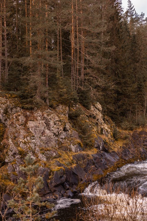 有关垂直拍摄, 岩石的, 森林的免费素材图片