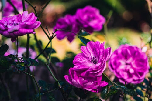 有关倾斜移位, 多花, 天性的免费素材图片