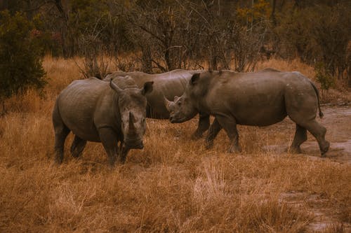 有关动物, 哺乳动物, 小牛的免费素材图片