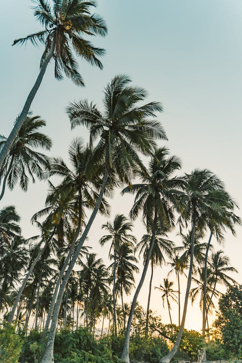 有关低角度拍摄, 垂直拍摄, 棕榈树的免费素材图片