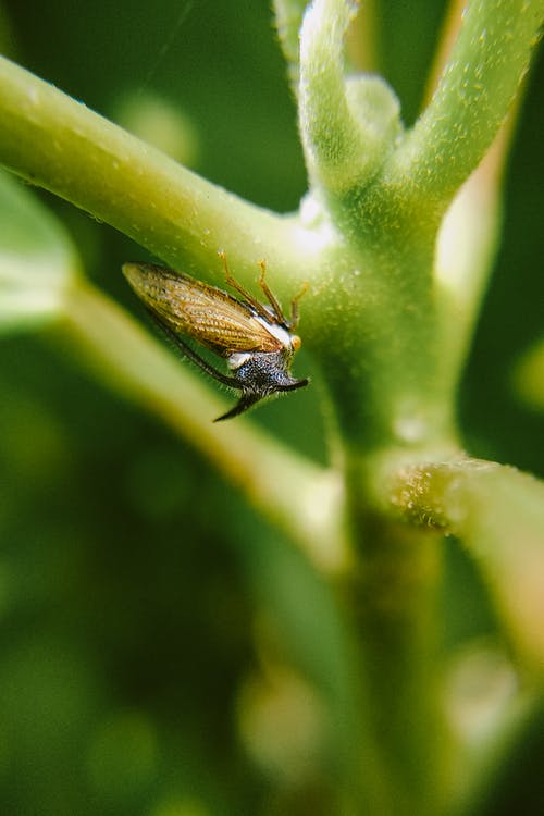 有关treehopper, 分公司, 动物学的免费素材图片