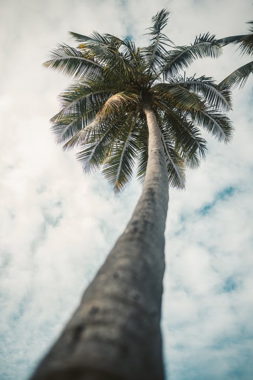 有关低角度拍摄, 垂直拍摄, 椰子树的免费素材图片