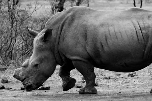 有关动物, 哺乳动物, 灰度照片的免费素材图片