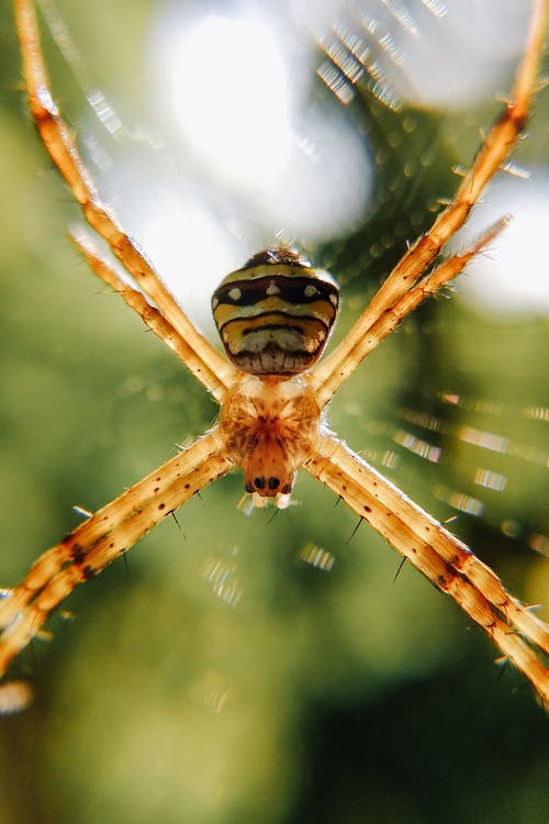 有关argiope anasuja, Web, 令人不寒而栗的的免费素材图片