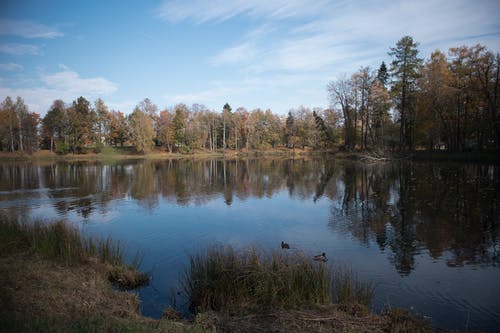 有关天性, 水反射, 沼泽的免费素材图片