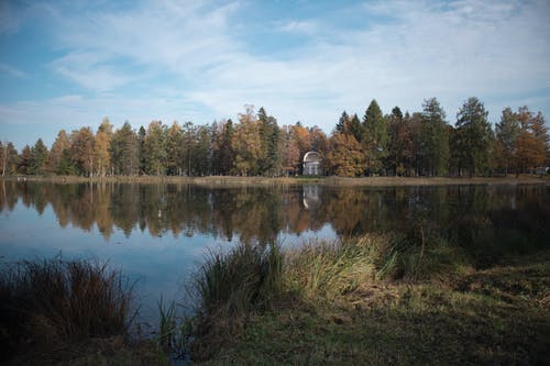 有关垂直拍摄, 天性, 树木的免费素材图片