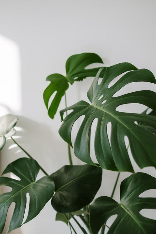 白锅绿色的植物 · 免费素材图片