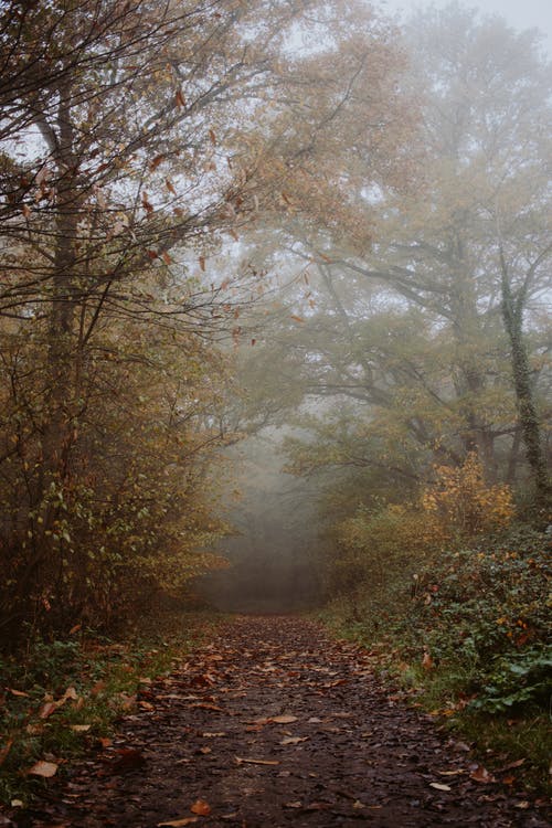 秋天的树木，在雾中的狭窄路径 · 免费素材图片