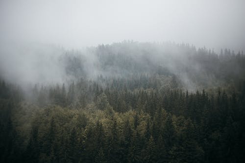 有关天性, 山, 常绿的免费素材图片