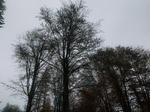 有关不变, 从下面, 低角度的免费素材图片