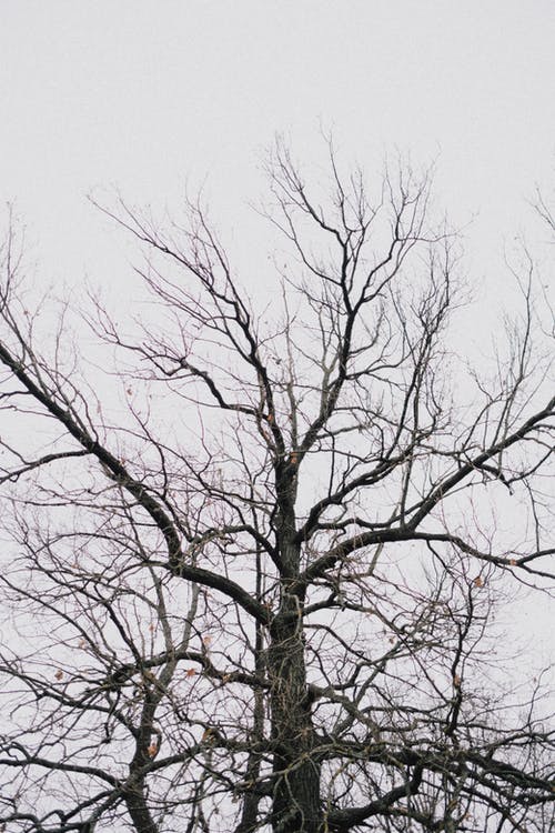 有关光秃秃的, 分支机构, 叶儿的免费素材图片