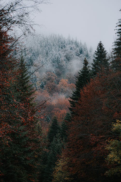 有关下雪的, 不变, 公园的免费素材图片