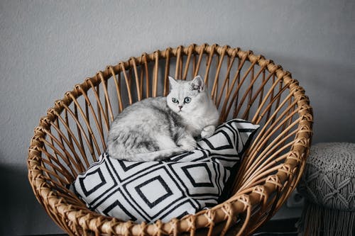 好奇可爱的英国短毛猫汽车坐在枕头上放在藤制的篮子里 · 免费素材图片