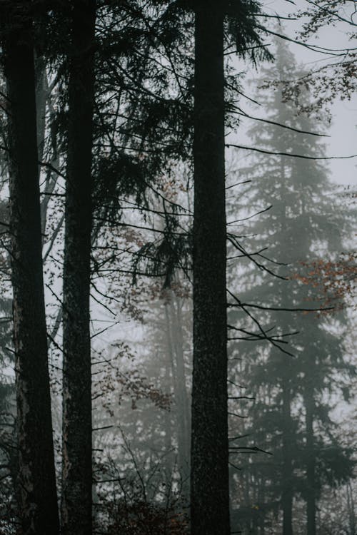 有关Copyspace, 冷, 冷杉的免费素材图片