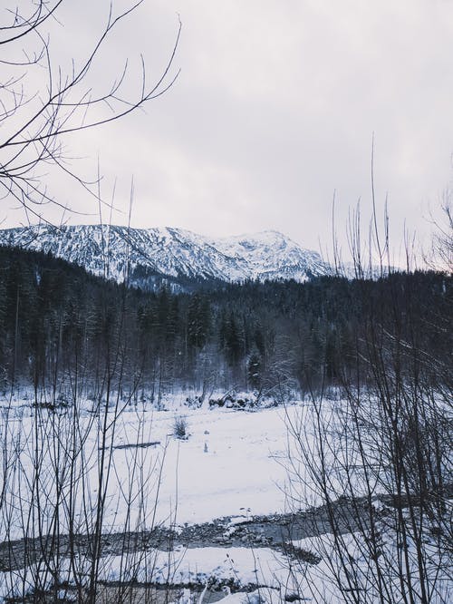 有关下雪, 光秃秃的树木, 冷的免费素材图片