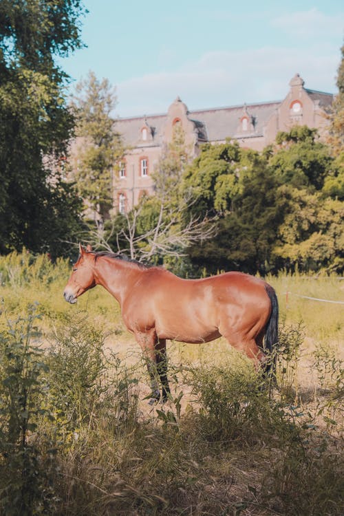 有关動物攝影, 家畜, 棕色的马的免费素材图片