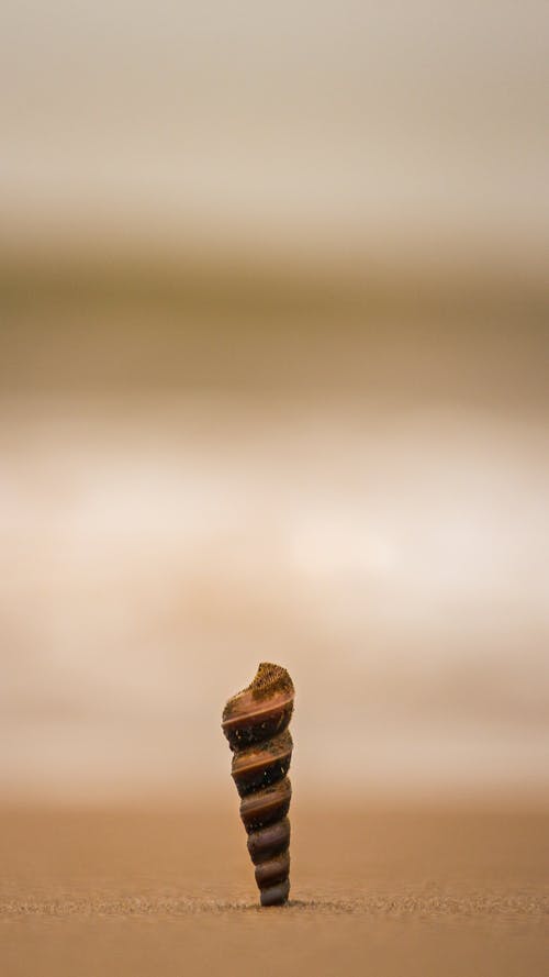 有关垂直拍摄, 特写, 砂的免费素材图片