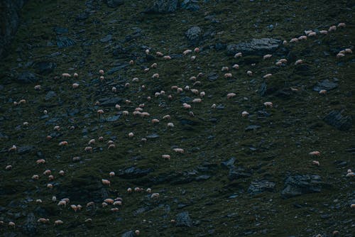 有关一群动物, 动物, 卵石的免费素材图片