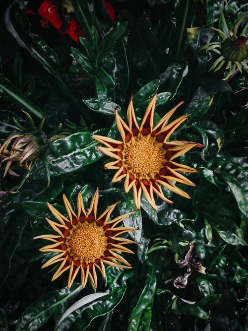 有关gazania rigens, 和谐, 园艺的免费素材图片