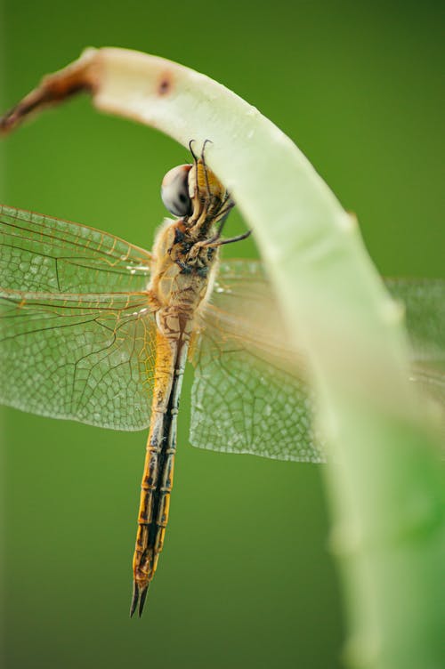 蜻蜓，透明的翅膀，搁在植物茎上 · 免费素材图片
