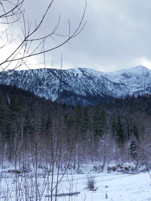 有关下雪, 光秃秃的树木, 冷的免费素材图片
