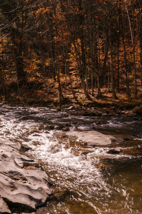 河流流经秋天的树林中的石头 · 免费素材图片