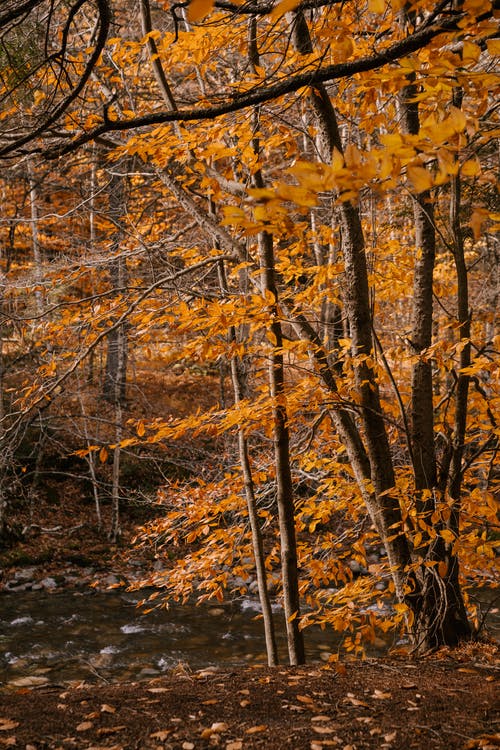 秋天的树木在河岸边的森林里 · 免费素材图片