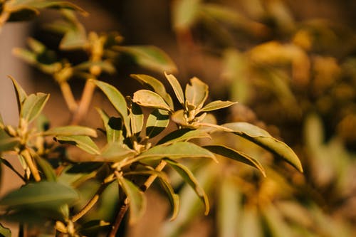 绿色榕树与尖叶生长在花园里 · 免费素材图片