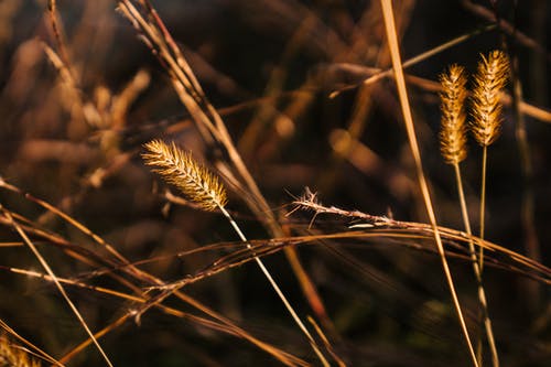 在农村草地上生长的谷物草 · 免费素材图片